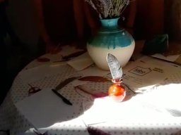 Festival 2020 - édition numérique